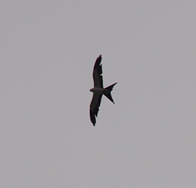 [The outline of this bird in the sky reveals there are some missing feathers in the wings. The back-end of the tail is more of a curve than a deep arc.]